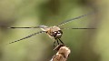 Libellula quadrimaculata-1628